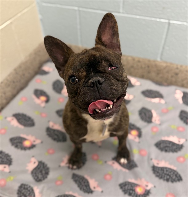 Shelter Stray Female Dog last seen Near BLOCK MCINTYRE ST, 12155 Park Blvd, Brighton, CO 80601, USA