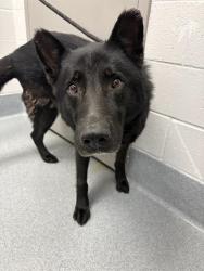 Shelter Stray Male Dog last seen Near, 2600 S Harding St, Indianapolis, IN 46221, USA