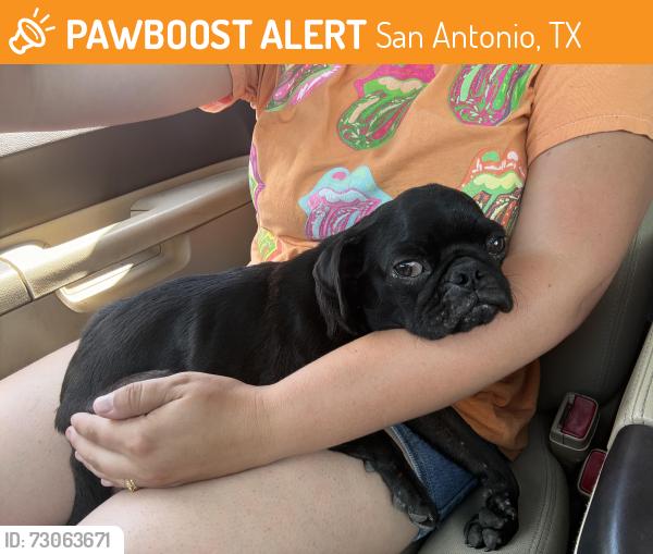 Found/Stray Female Dog last seen McDonald’s at 410 and Roosevelt, San Antonio, TX 78214