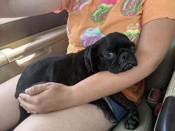 Found/Stray Female Dog last seen McDonald’s at 410 and Roosevelt, San Antonio, TX 78214