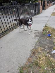 Found/Stray Male Dog last seen Near E 103rd place, Los Angeles, CA 90002