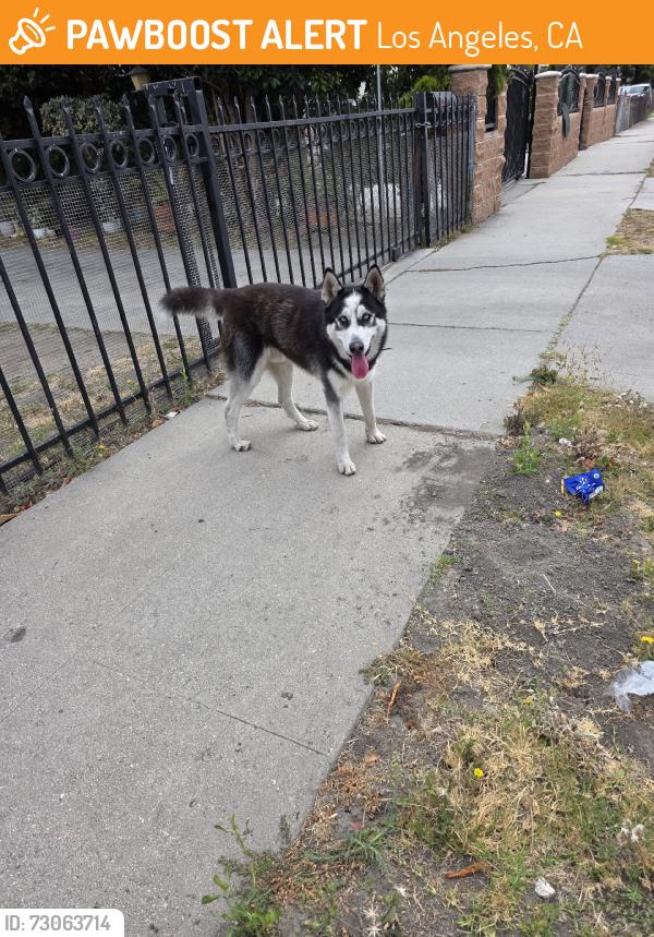 Found/Stray Male Dog last seen Near E 103rd place, Los Angeles, CA 90002