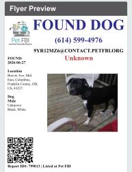 Found/Stray Male Dog last seen Bexvie Ave , Columbus, OH 43227