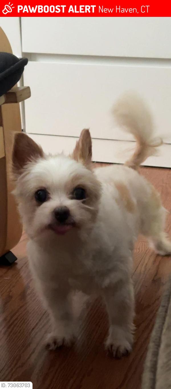Lost Female Dog last seen Mechanic St and Lawrence St by Mezcal (restaurant), New Haven, CT 06511