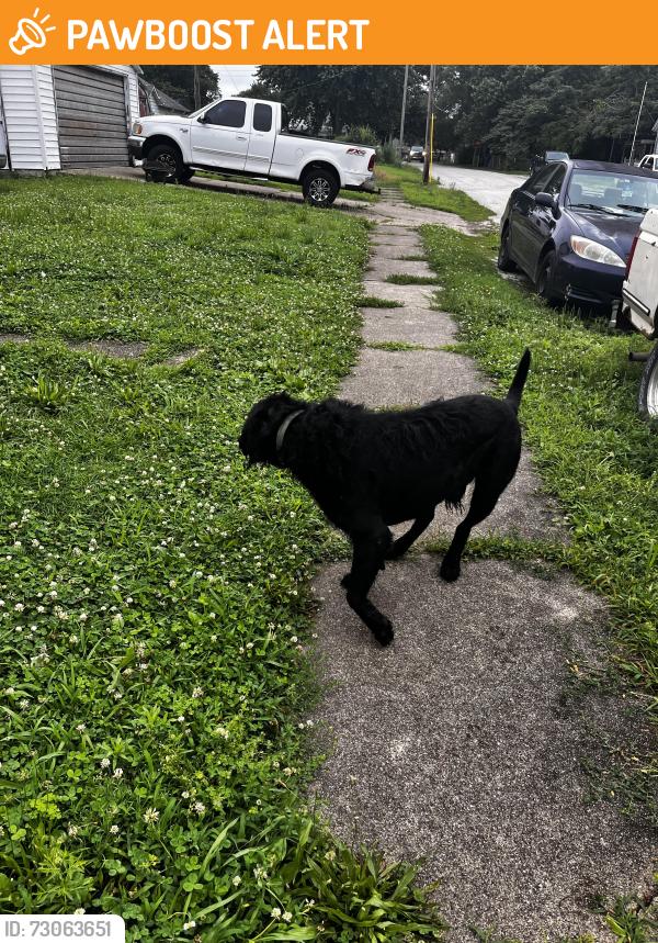 Found/Stray Male Dog last seen 3rd and Edwards, West Terre Haute, IN 47885