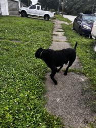 Found/Stray Male Dog last seen 3rd and Edwards, West Terre Haute, IN 47885