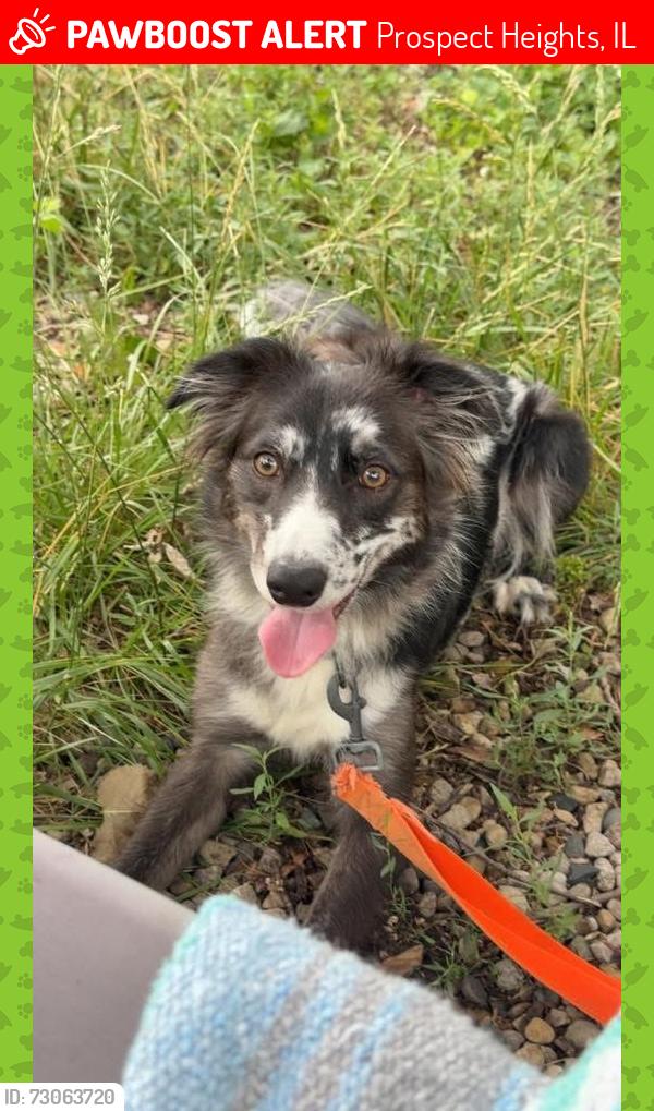 Lost Female Dog last seen Robert Frost Elementary, Prospect Heights, IL 60070