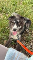Lost Female Dog last seen Robert Frost Elementary, Prospect Heights, IL 60070