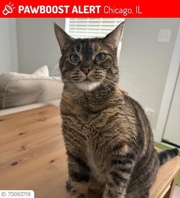 Lost Female Cat last seen 54th woodlawn ave, Chicago, IL 60615