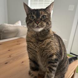 Lost Female Cat last seen 54th woodlawn ave, Chicago, IL 60615
