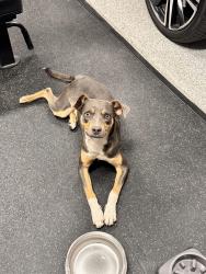 Found/Stray Male Dog last seen Chandler Blvd/ Gilbert Rd, Gilbert, AZ 85233