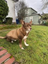 Lost Male Dog last seen 136th st nw, Tulalip Bay, WA 98271