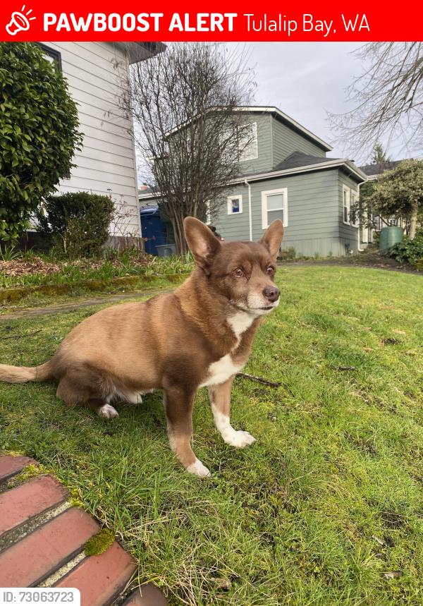 Lost Male Dog last seen 136th st nw, Tulalip Bay, WA 98271