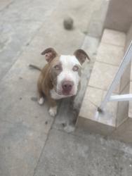 Found/Stray Female Dog last seen Florence and state, Los Angeles, CA 90007