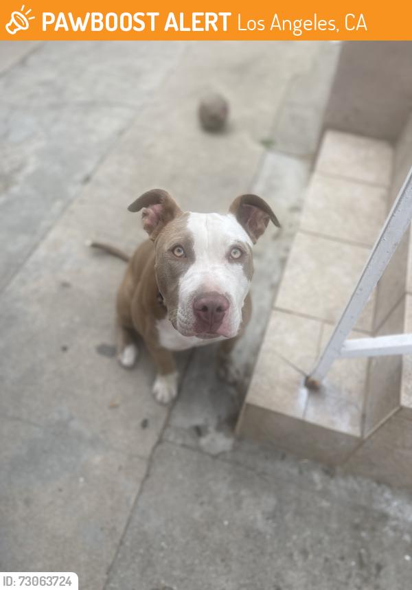 Found/Stray Female Dog last seen Florence and state, Los Angeles, CA 90007
