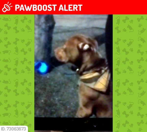 Lost Male Dog last seen broomfield park palmers green wood green , Greater London, England N22 5HJ