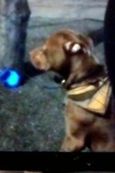 Lost Male Dog last seen broomfield park palmers green wood green , Greater London, England N22 5HJ