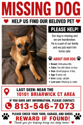 Lost Male Dog last seen Timberlane and Briarwick, Tampa, FL 33615