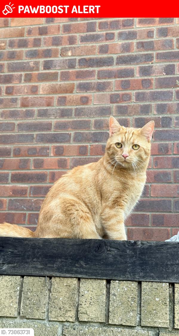 Lost Male Cat last seen Lavenham Road, Suffolk, England IP2 0LD