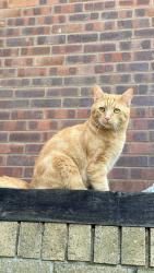 Lost Male Cat last seen Lavenham Road, Suffolk, England IP2 0LD
