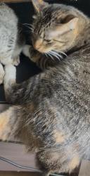 Lost Female Cat last seen Mountain View elementary, Waco, TX 76710