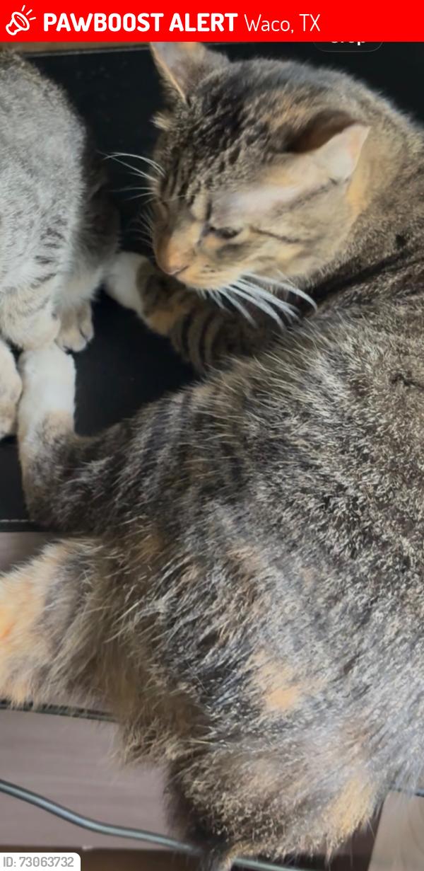 Lost Female Cat last seen Mountain View elementary, Waco, TX 76710