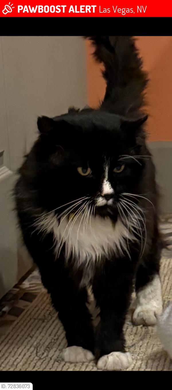 Lost Male Cat last seen Near 89139 W ford ave, Las Vegas, NV 89139