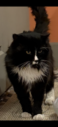 Lost Male Cat last seen Near 89139 W ford ave, Las Vegas, NV 89139