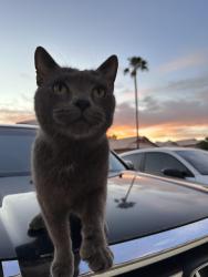 Lost Male Cat last seen 7th Ave and Greenway, Moonlight Cove, Phoenix, AZ 85023