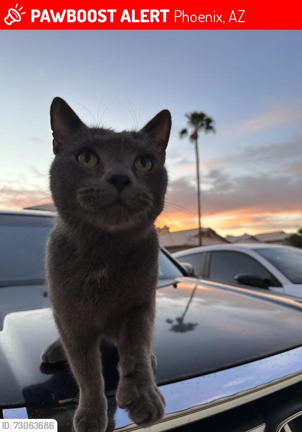 Lost Male Cat last seen 7th Ave and Greenway, Moonlight Cove, Phoenix, AZ 85023