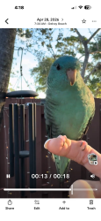 Lost Male Bird last seen Military & Linton, Delray Beach, FL 33447