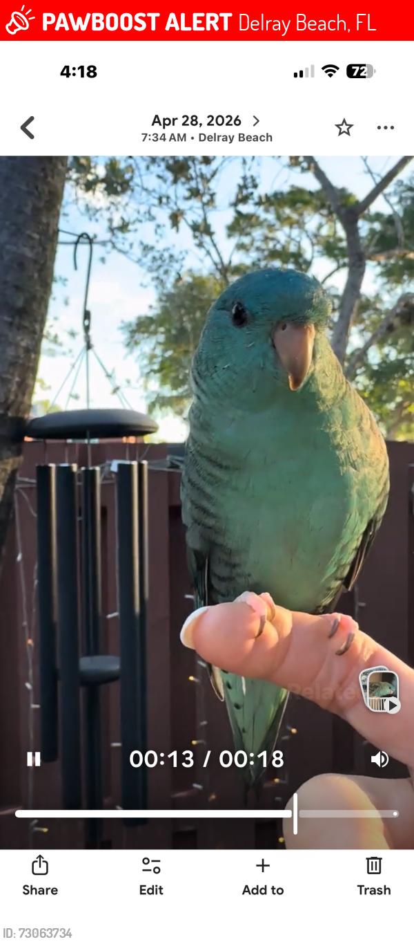 Lost Male Bird last seen Military & Linton, Delray Beach, FL 33447