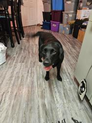 Found/Stray Female Dog last seen Pebble Creek apmts, Mustang, OK 73064