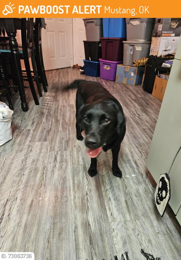 Found/Stray Female Dog last seen Pebble Creek apmts, Mustang, OK 73064