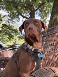 Lost Female Dog last seen Oellig and findley rd, Mercersburg, PA 17236
