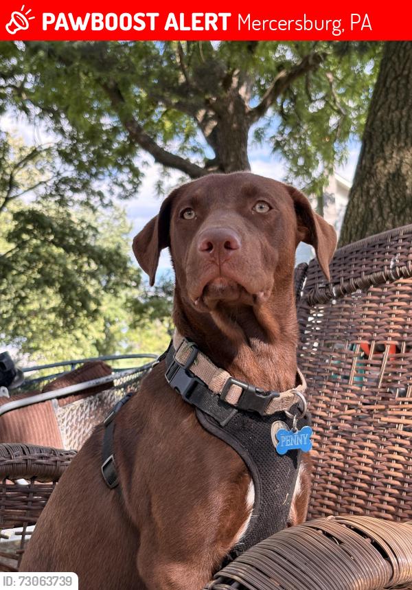 Lost Female Dog last seen Oellig and findley rd, Mercersburg, PA 17236