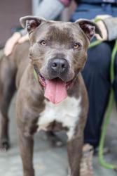 Shelter Stray Male Dog last seen , Other - Out of County, GA, 3280 Chamblee Dunwoody Rd, Chamblee, GA 30341, USA