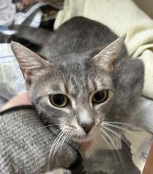 Shelter Stray Female Cat last seen Near Bridle Bluff Stone Mountain, GA 30083, 30083, GA, 3280 Chamblee Dunwoody Rd, Chamblee, GA 30341, USA