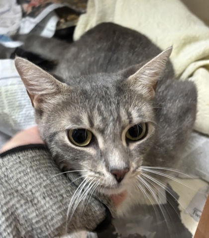 Shelter Stray Female Cat last seen Near Bridle Bluff Stone Mountain, GA 30083, 30083, GA, 3280 Chamblee Dunwoody Rd, Chamblee, GA 30341, USA