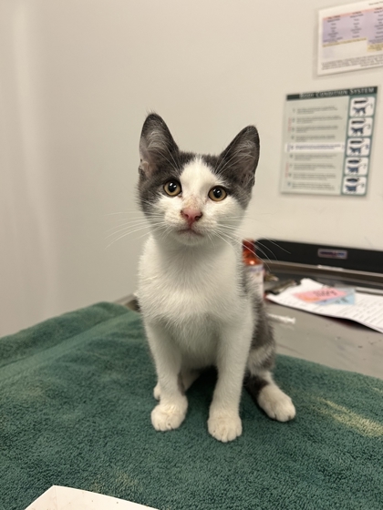 Shelter Stray Male Cat last seen Near Blue River Rd, 64131, 64131, MO, 7077 Elmwood Ave, Kansas City, MO 64132, USA