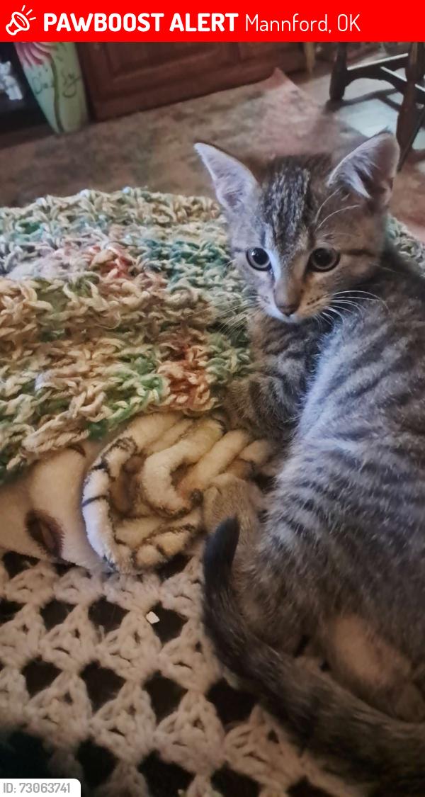 Lost Female Cat last seen Around the home/hse/alley way, Mannford, OK 74044