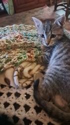 Lost Female Cat last seen Around the home/hse/alley way, Mannford, OK 74044