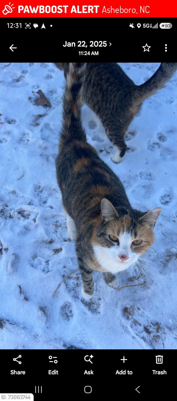 Lost Female Cat last seen Cane Mill and Fairview farm, Asheboro, NC 27205