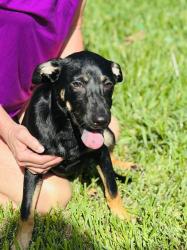 Found/Stray Female Dog last seen Nob Hill Park, Houston, TX 77043