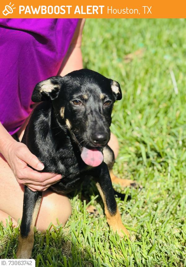Found/Stray Female Dog last seen Nob Hill Park, Houston, TX 77043
