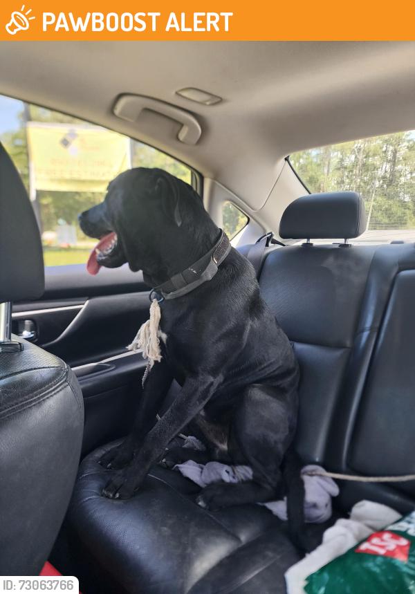 Found/Stray Male Dog last seen Gulf beach hwy and old gulf beach hwy, Escambia County, FL 32507