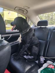 Found/Stray Male Dog last seen Gulf beach hwy and old gulf beach hwy, Escambia County, FL 32507