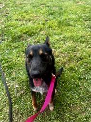 Found/Stray Female Dog last seen Euclid & Walnut ONTARIO CA, Ontario, CA 91762
