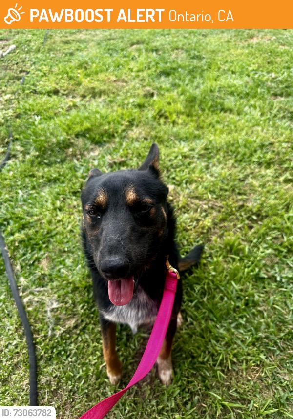 Found/Stray Female Dog last seen Euclid & Walnut ONTARIO CA, Ontario, CA 91762