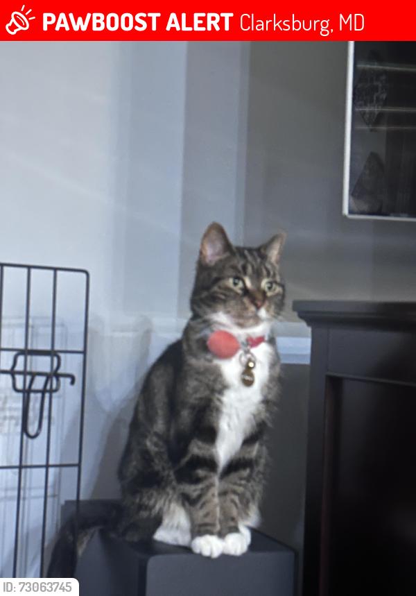 Lost Female Cat last seen Persimmon Ridge Road, Clarksburg, MD 20871